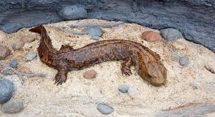 Bendy the Hellbender