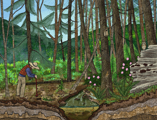 Spruce Restoration Book Cover Illustration