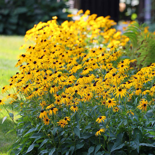 Seed Packet